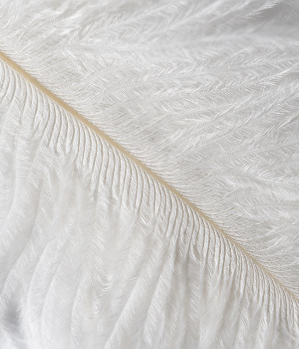Feathers & Design