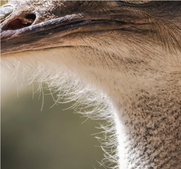 Ostrich neck and beak close-up detail